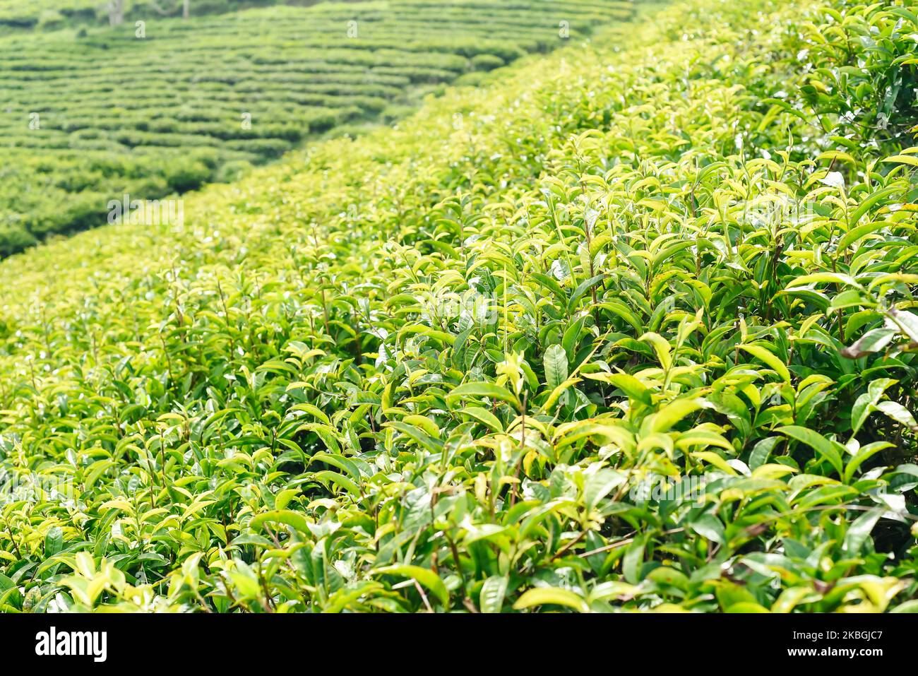 Tea crop in tea hill in Da Lat Vietnam Stock Photo
