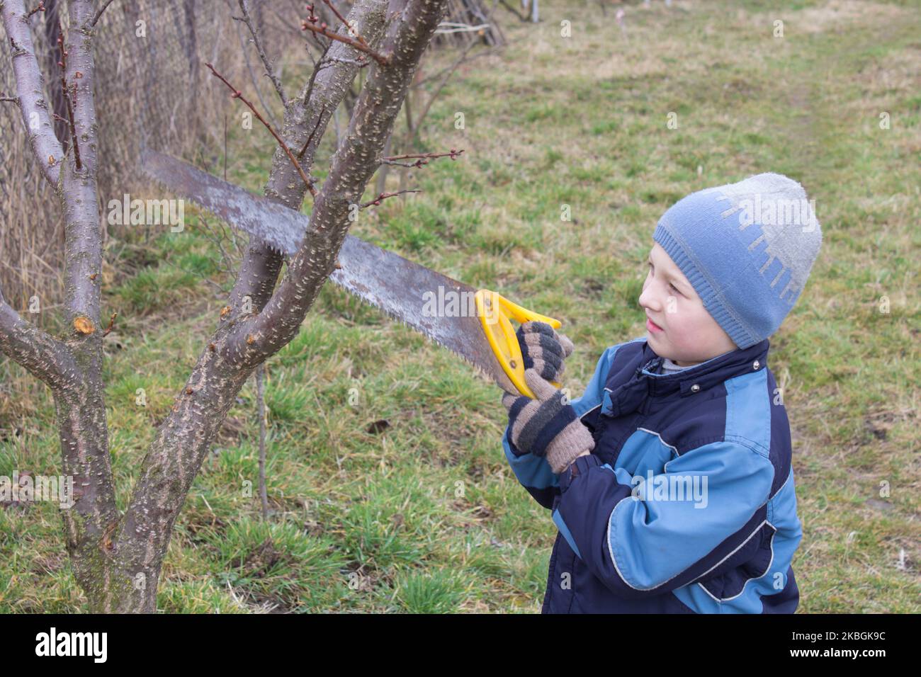 little boy cutting a saw tree branches apricots Stock Photo Alamy