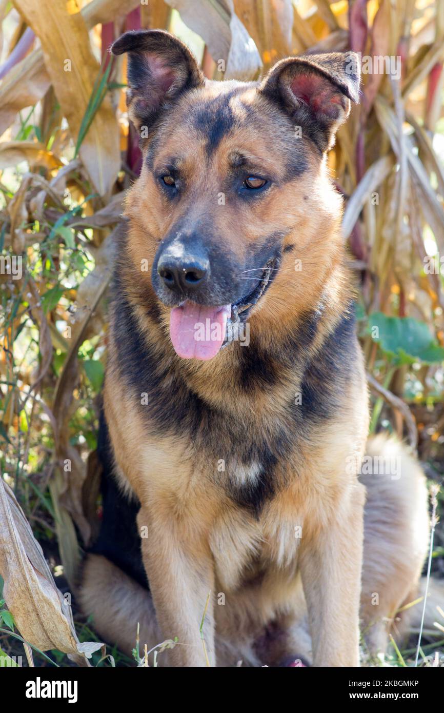 German Shepherd portrait with open mouth and showing tongue Stock Photo