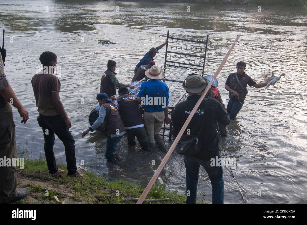 Officers lift traps to catch wild crocodiles caught in old tires on the