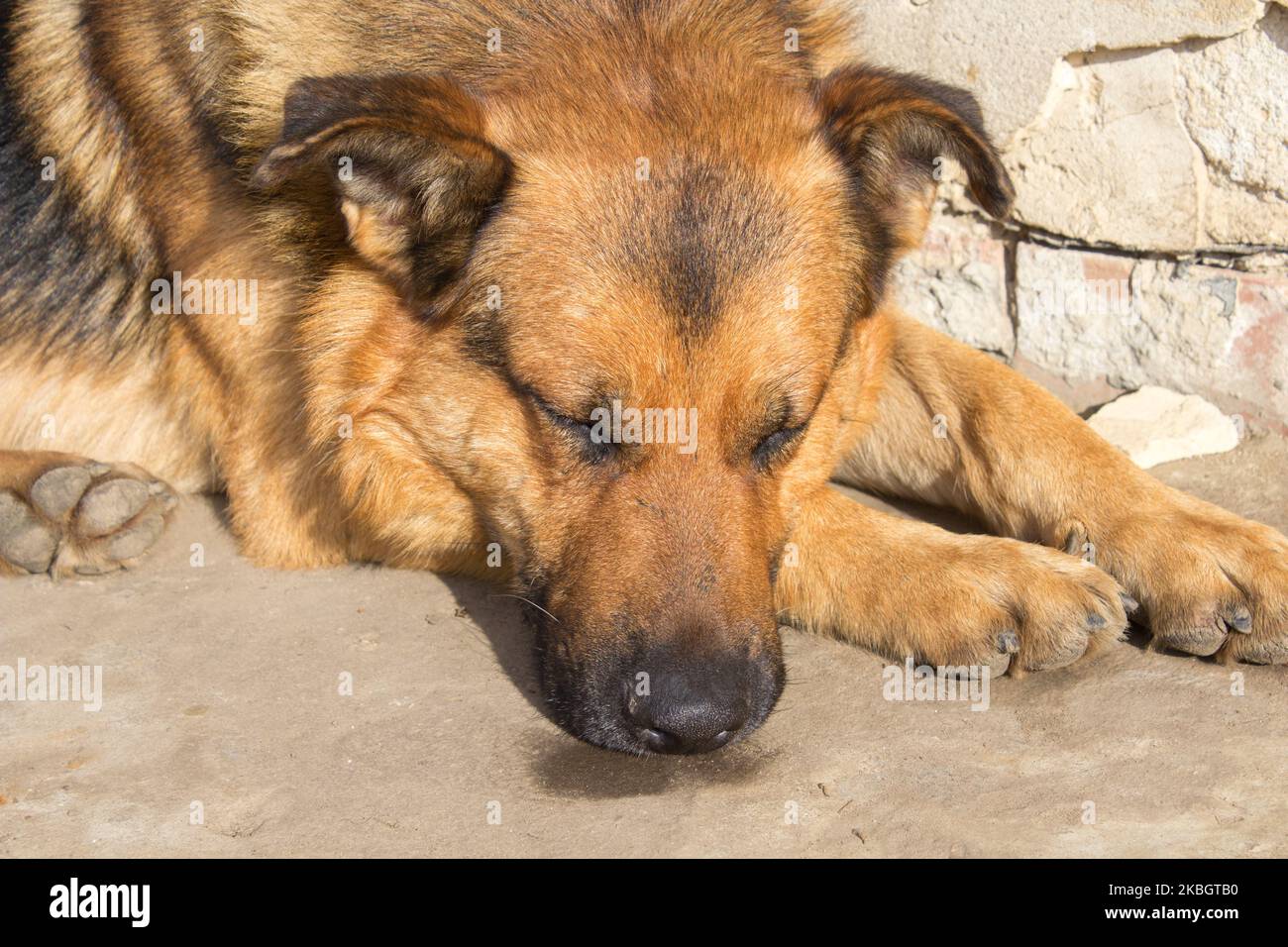 tired big dog sleeping in the sun Stock Photo Alamy