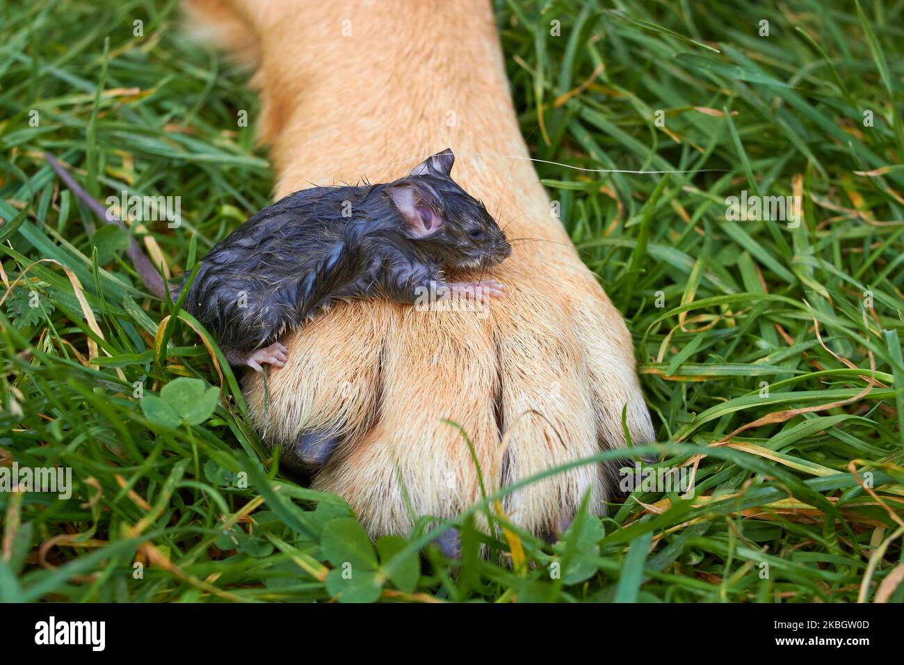 little mouse sitting on the paws of a large dog, a wet mouse rescued by