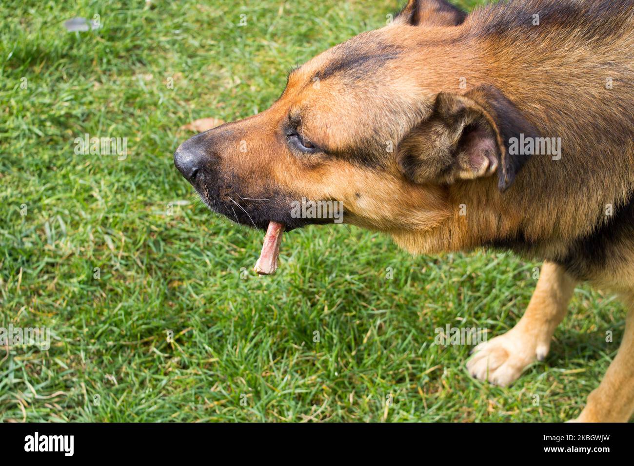 View of Black dog barking on green hi-res stock photography and images - Alamy