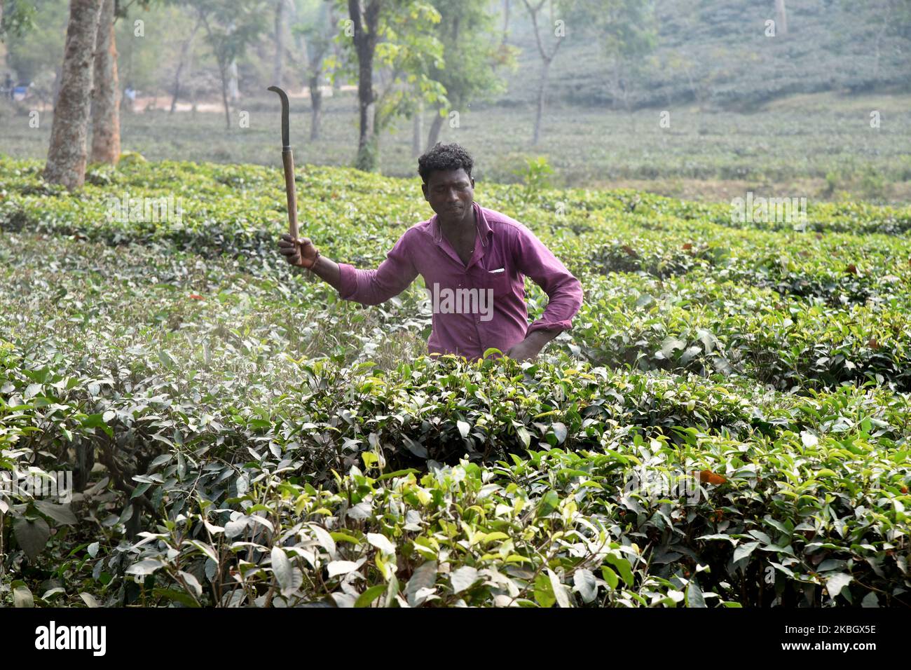 Bangladeshi man working in a tea garden in Sylhet, Bangladesh, on February 11, 2020. Tea Plucking is a specialized skill. Two leaves and a bud need to be plucked in order to get the best taste and profitability. The calculation of daily wage is 75tk(1$) for plucking at least 22-23 kg leaves per day for a worker. The area of Sylhet has over 150 gardens including three of the largest tea gardens in the world both in area and production. Nearly 300,000 workers are employed on the tea estates of which over 75% are women but they are passing their lives as a slave. (Photo by Mamunur Rashid/NurPhoto Stock Photo