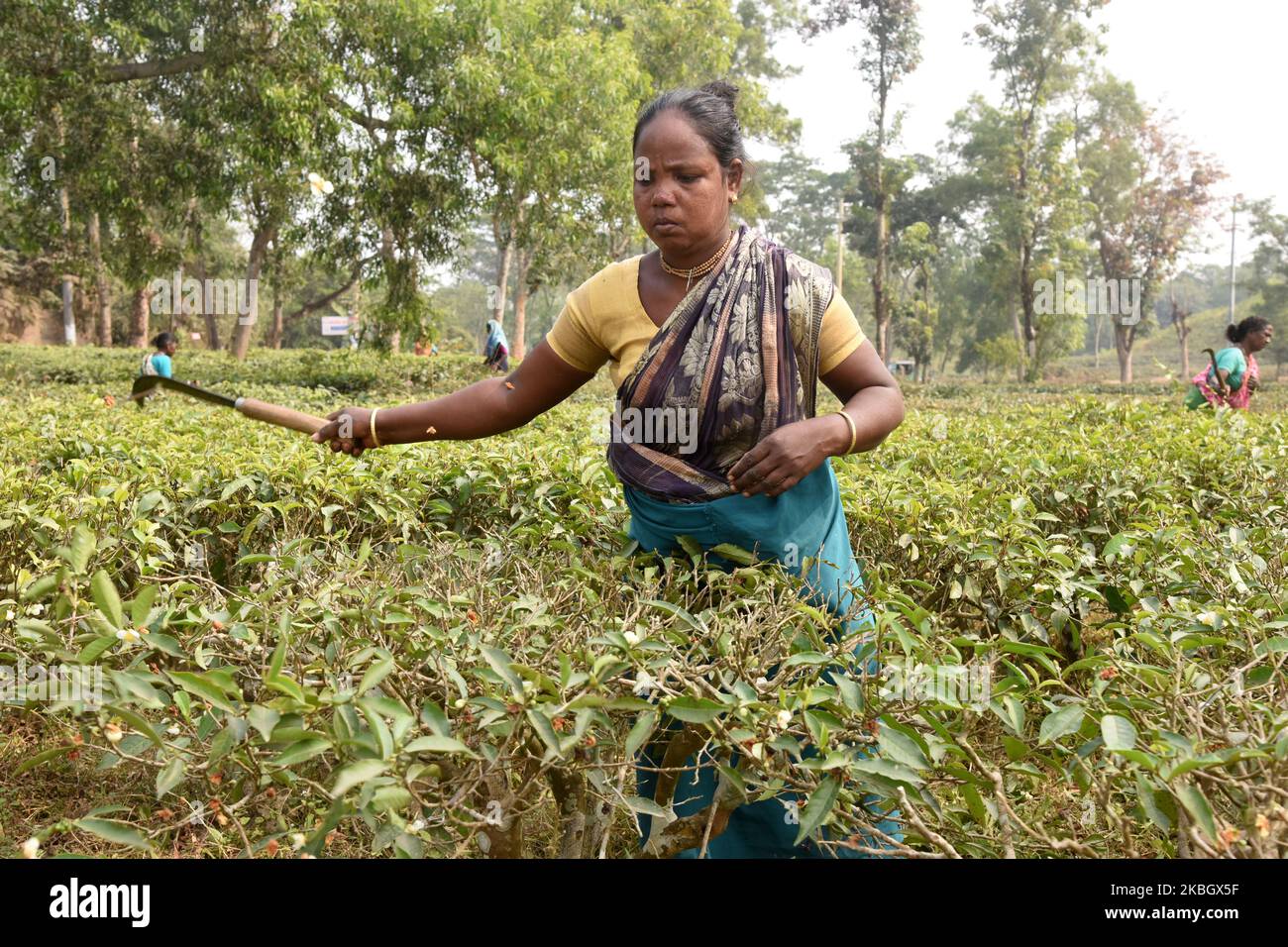 Bangladeshi women working in a tea garden in Sylhet, Bangladesh, on February 11, 2020. Tea Plucking is a specialized skill. Two leaves and a bud need to be plucked in order to get the best taste and profitability. The calculation of daily wage is 75tk(1$) for plucking at least 22-23 kg leaves per day for a worker. The area of Sylhet has over 150 gardens including three of the largest tea gardens in the world both in area and production. Nearly 300,000 workers are employed on the tea estates of which over 75% are women but they are passing their lives as a slave. (Photo by Mamunur Rashid/NurPho Stock Photo