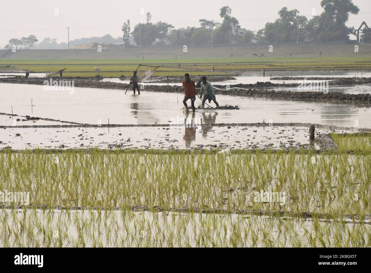 Largest producer of rice hi-res stock photography and images - Alamy