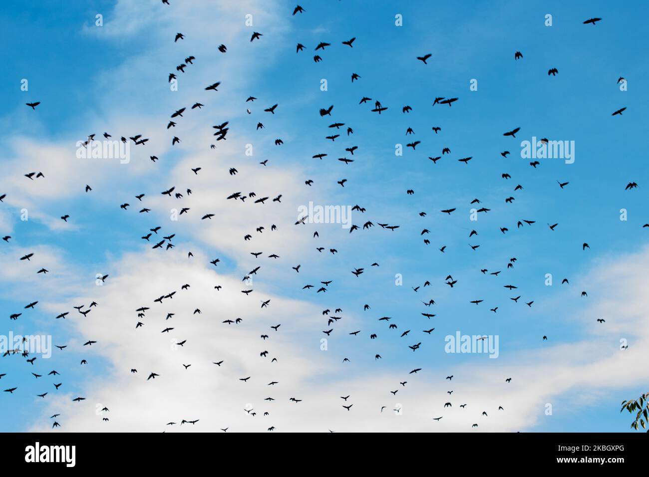 On a blue sky in the fall a crow of crows flew Stock Photo - Alamy