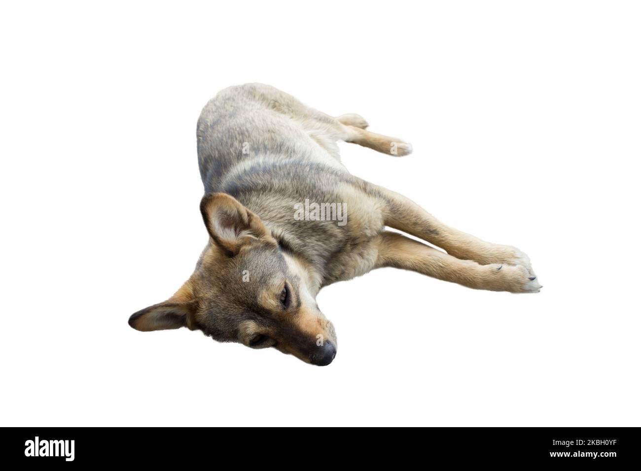 against a background of white vagabond dog lies asleep Stock Photo