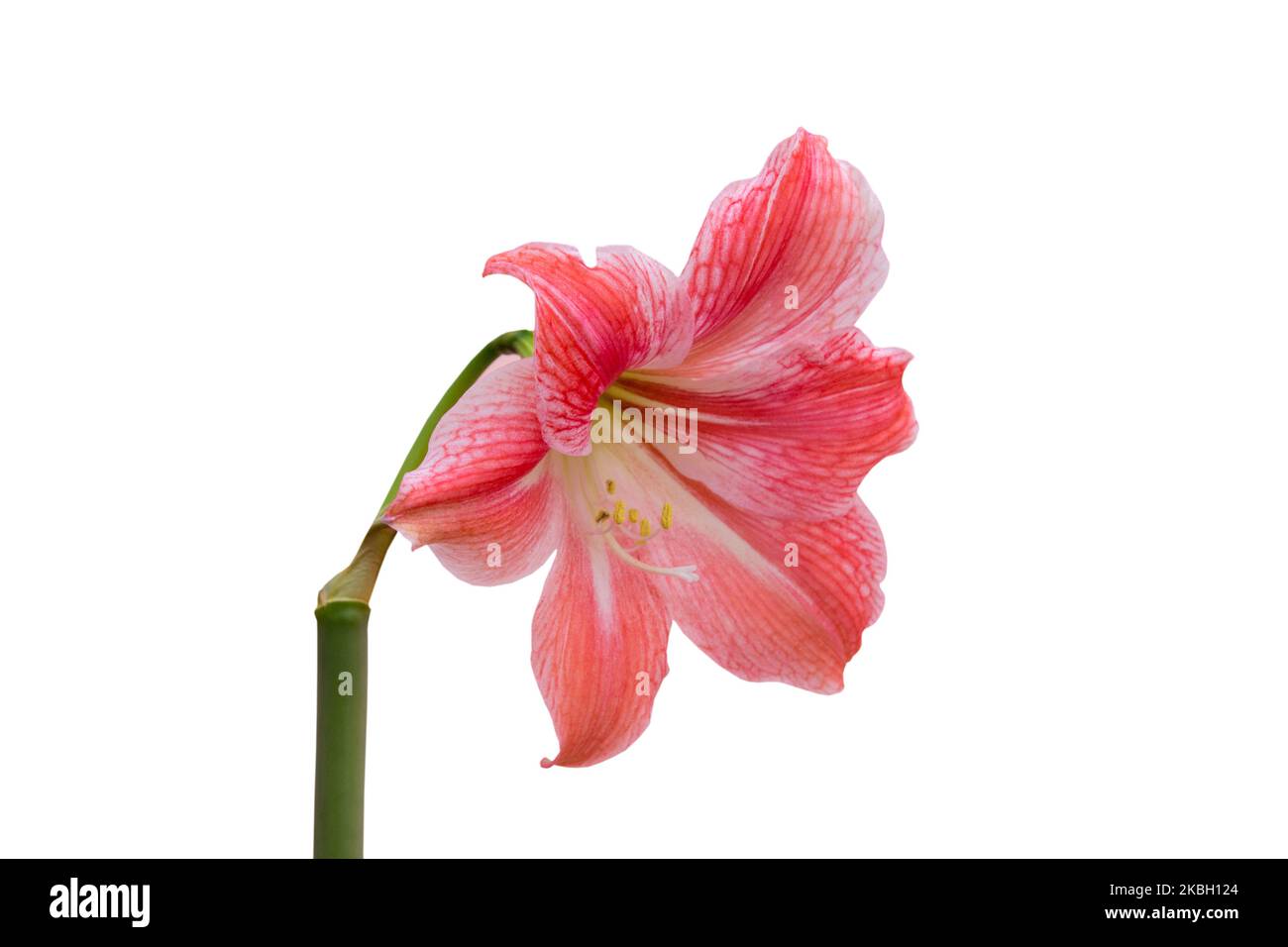 beautiful flower Hippeastrum isolated with stem Stock Photo