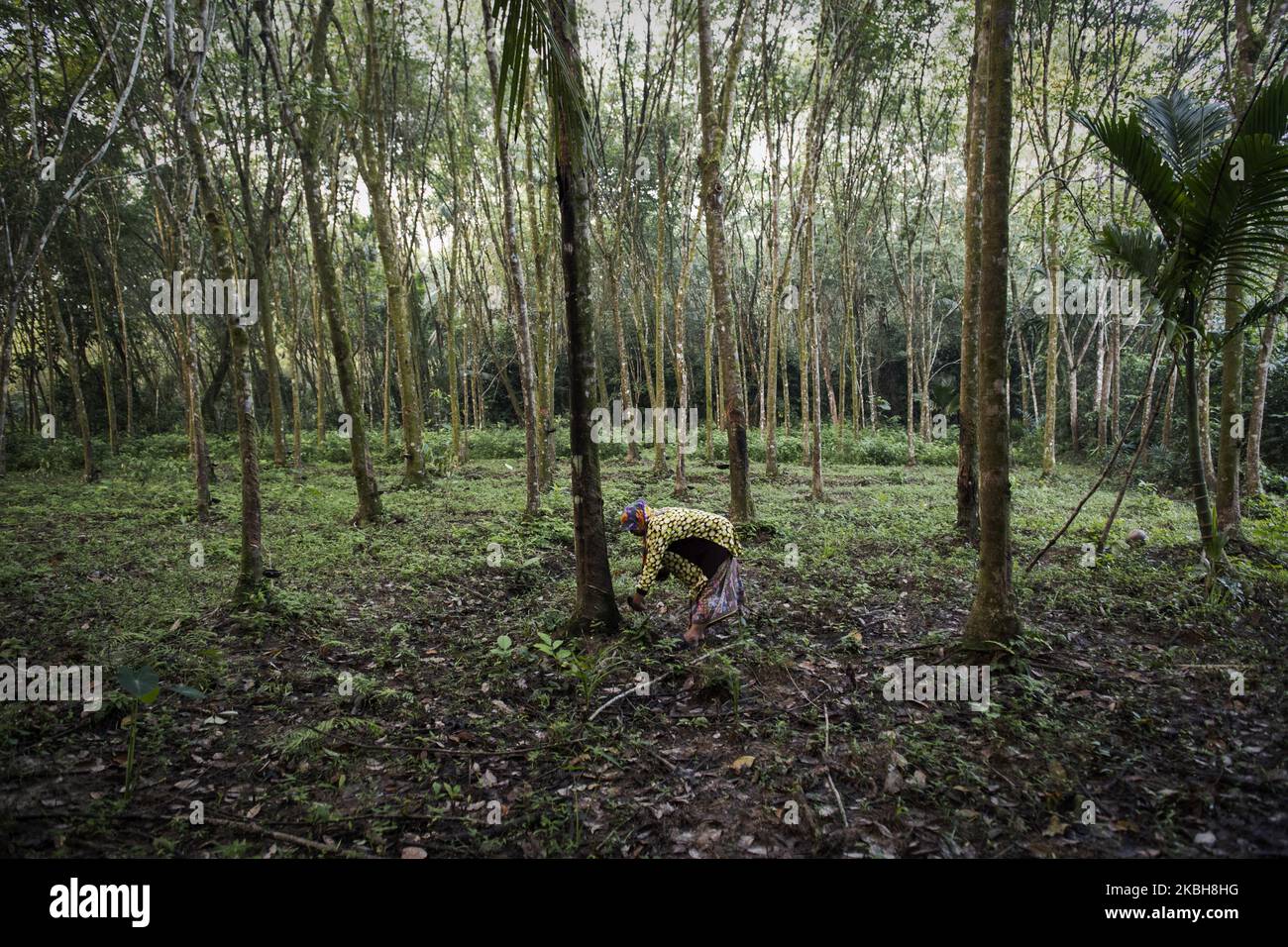 Rubber plantations are one of the major industries in Deep Southern Thailand on 29 Jun, 2019. But now the purchase price by the dealer has dropped to about one-fifth compared to 15 years ago. (Photo by Yusuke Harada/NurPhoto) Stock Photo