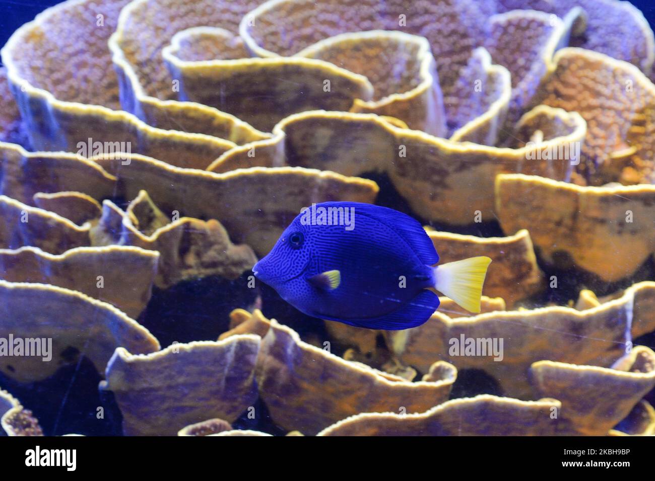 An example of Yellowtail Tang (Zebrasoma Xanthurum) seen at the Underwater Observatory Marine Park aquarium in the Israeli resort city of Eilat, on the shore of the Red Sea. On Saturday, February 1, 2020, in Eilat, Israel. (Photo by Artur Widak/NurPhoto) Stock Photo