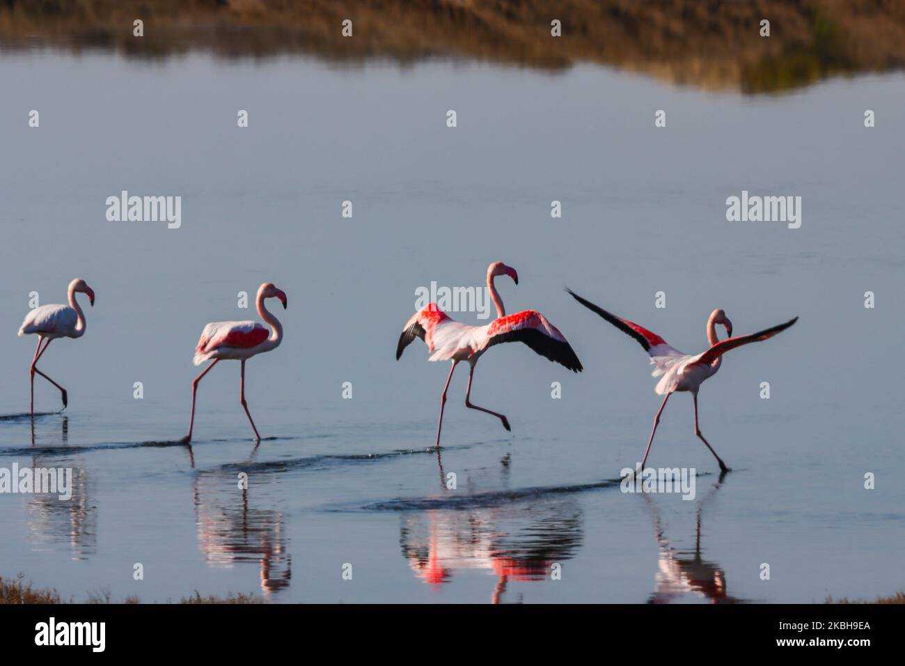 Axios delta national park hi-res stock photography and images - Alamy