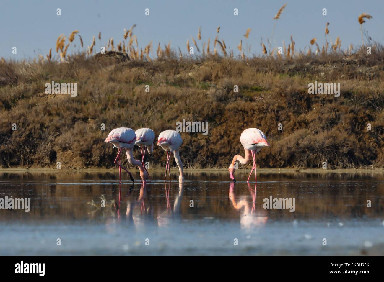 Axios delta national park hi-res stock photography and images - Alamy
