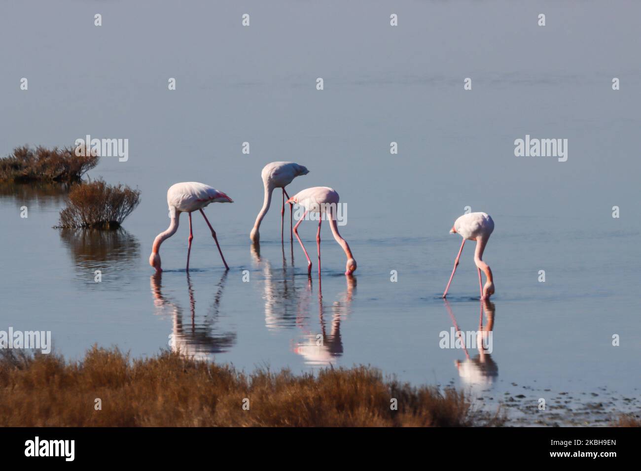 Axios delta national park hi-res stock photography and images - Alamy