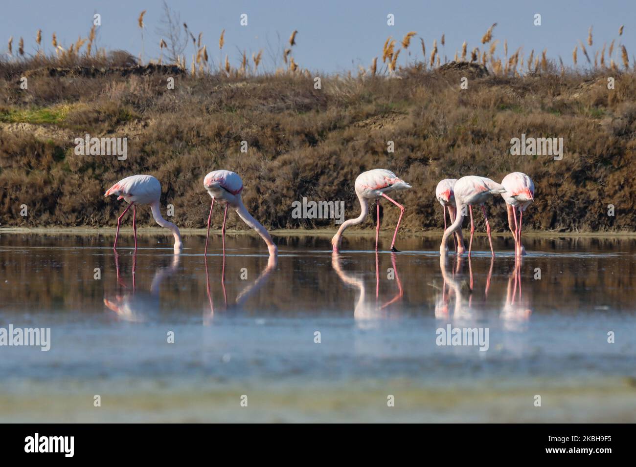 Axios delta national park hi-res stock photography and images - Alamy