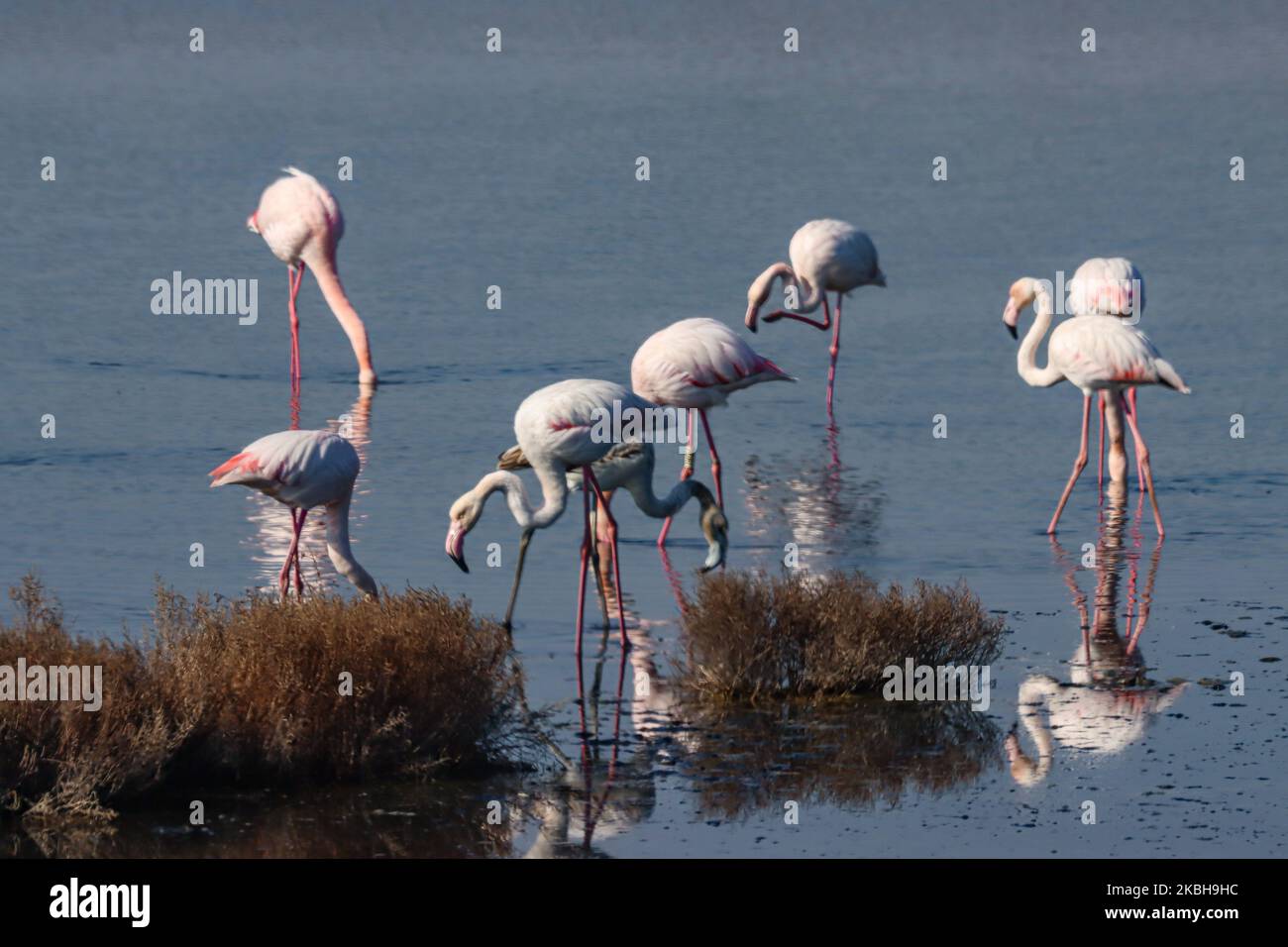 Axios delta national park hi-res stock photography and images - Alamy