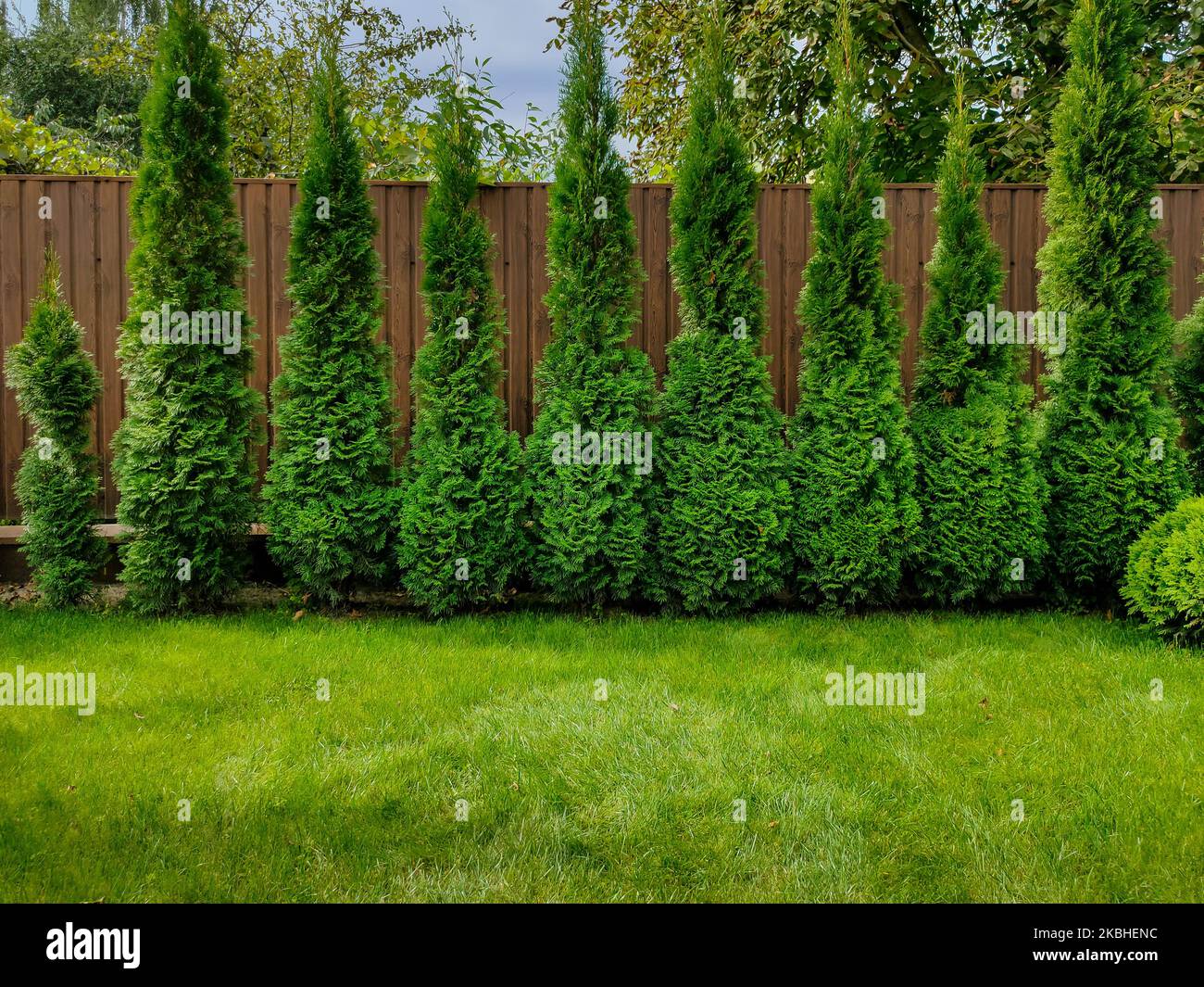 Green arborvitae near the fence and green lawn grass in the yard of a private house Stock Photo