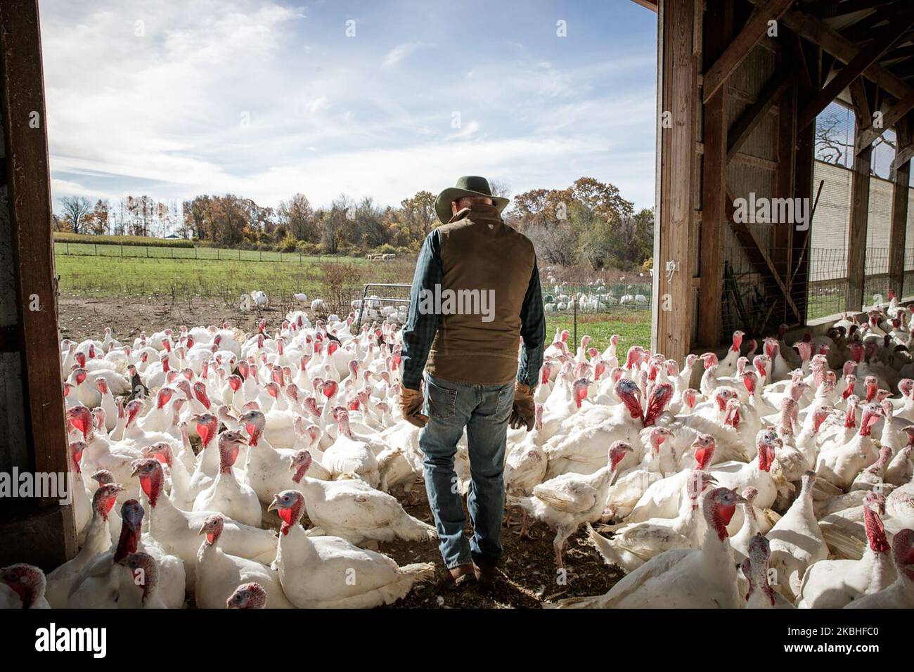 Rick Hermanot walks through the pastureraised turkeys at Ekonk Turkey