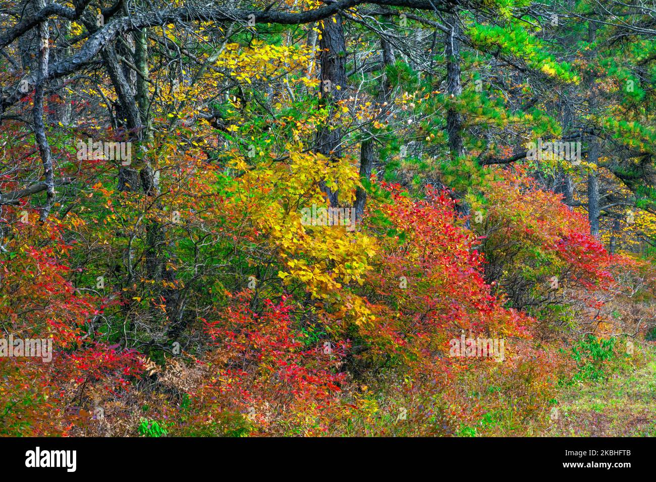 The mesic till barrens at The Nature Conservancy’s Long Pond Preserve, in Pennsylvania’s Pocono Mountains. Stock Photo