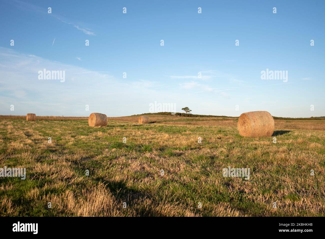 round bales of cattle feed Stock Photo Alamy