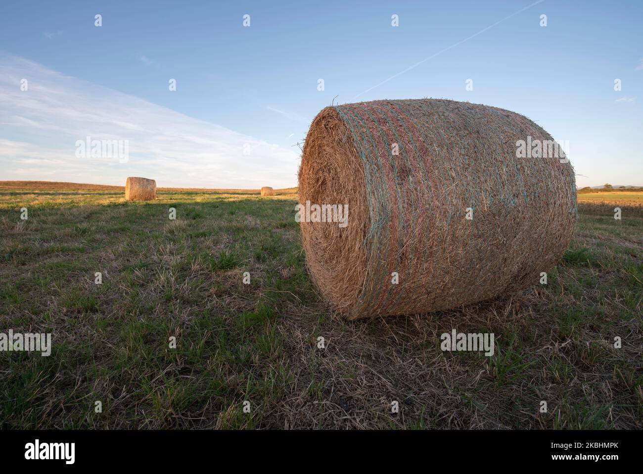 round bales of cattle feed Stock Photo Alamy