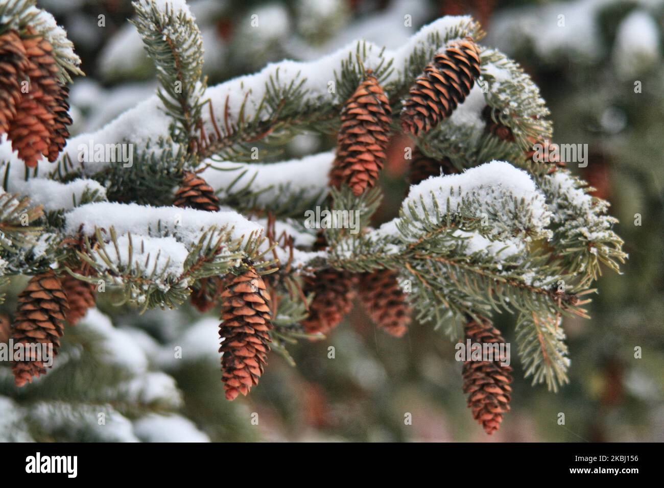Pinecones seen on a tree as a snowstorm hit Toronto, Ontario, Canada, on February 26, 2020. The storm is expected to drop between 15-25 centimeters of snow across the Greater Toronto Area. (Photo by Creative Touch Imaging Ltd./NurPhoto) Stock Photo