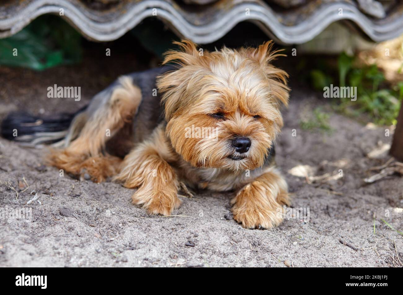Yorkshire terrier dog looking down hi res stock photography and