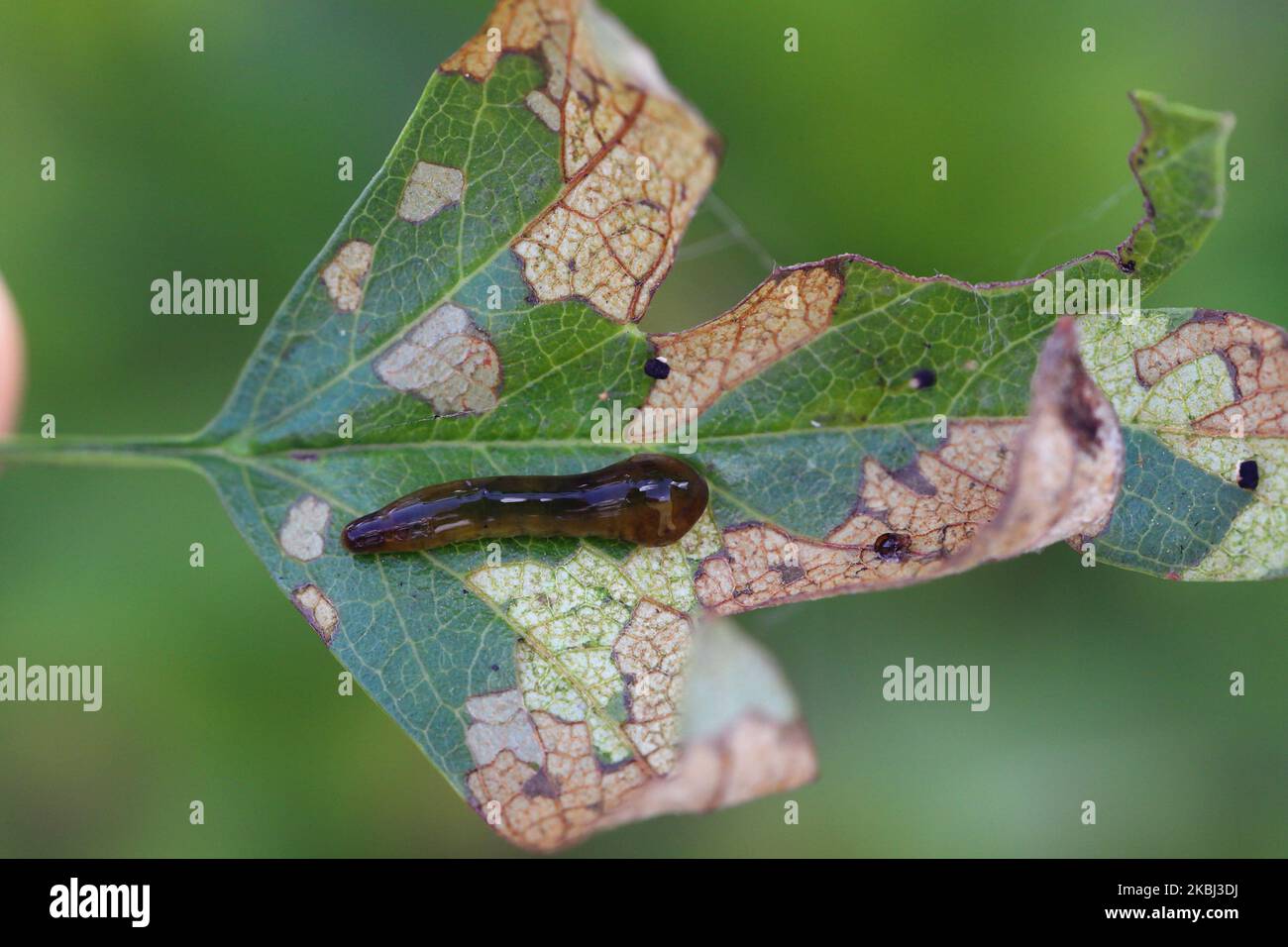 Larvae, slugworms of the sawfly Caliroa varipes feeding on the underside of an hawthorn leaf. Leaf veins visible. Subfamilie Heterarthrinae. Stock Photo
