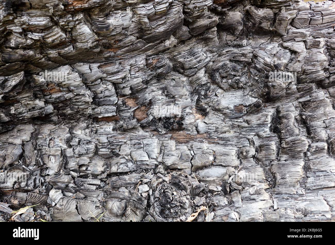 Burnt tree bark background. Tileable texture of burnt wood. Selective