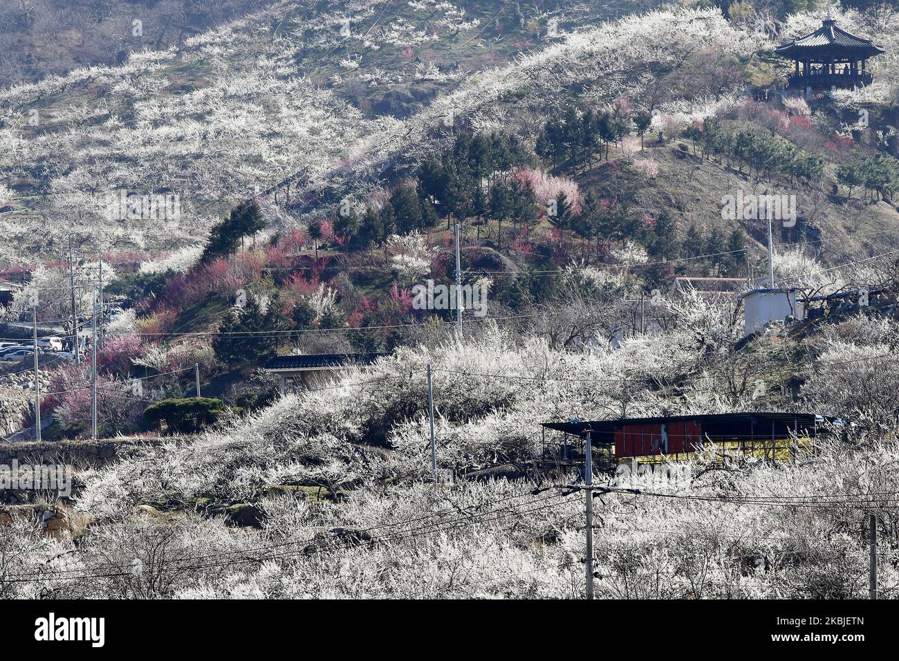 A Full Blooming plum blossoms at a village in Gwangyang, a town in South Korea's southwestern province of South Jeolla. The village, known as Plum Blossom Village, will hold a festival of the spring flower every March. But no hold event, because COVID19 this year. (Photo by Seung-il Ryu/NurPhoto) Stock Photo