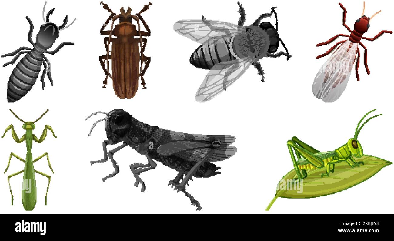 Set of different kinds of insects illustration Stock Vector Image & Art
