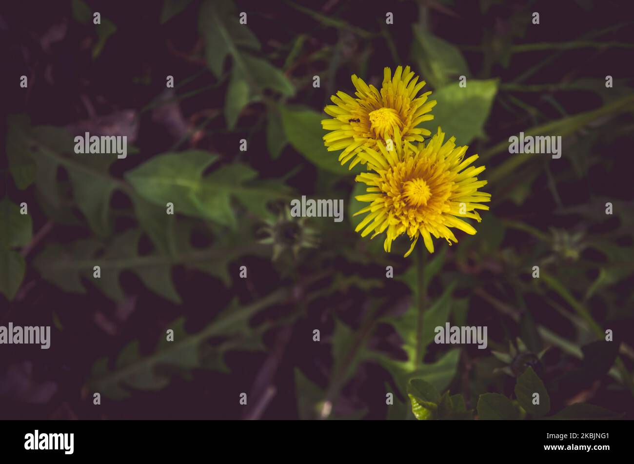 Chrysanthemum flower top view hi-res stock photography and images - Alamy