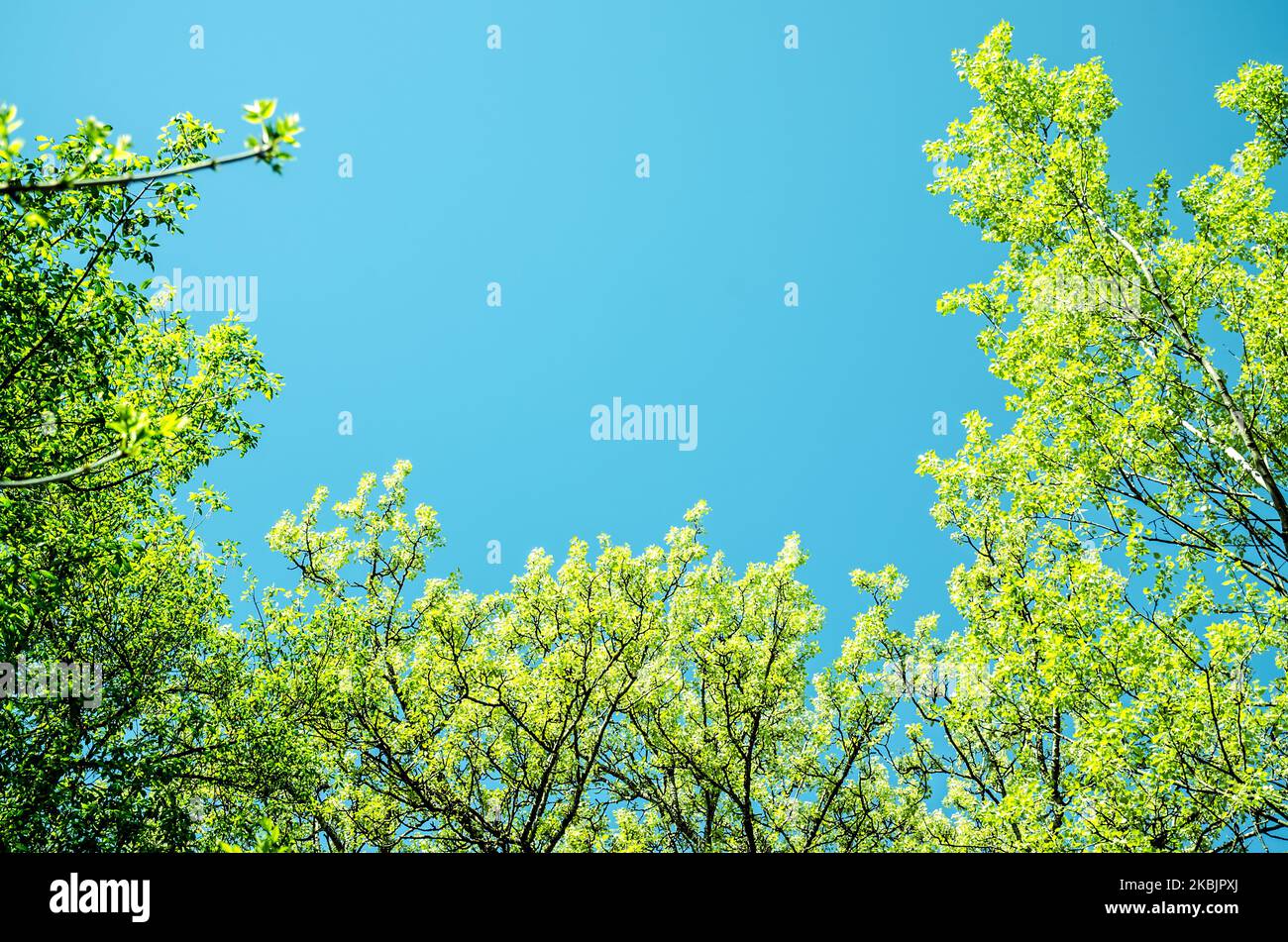 green leaves in tree and blue sky Stock Photo - Alamy