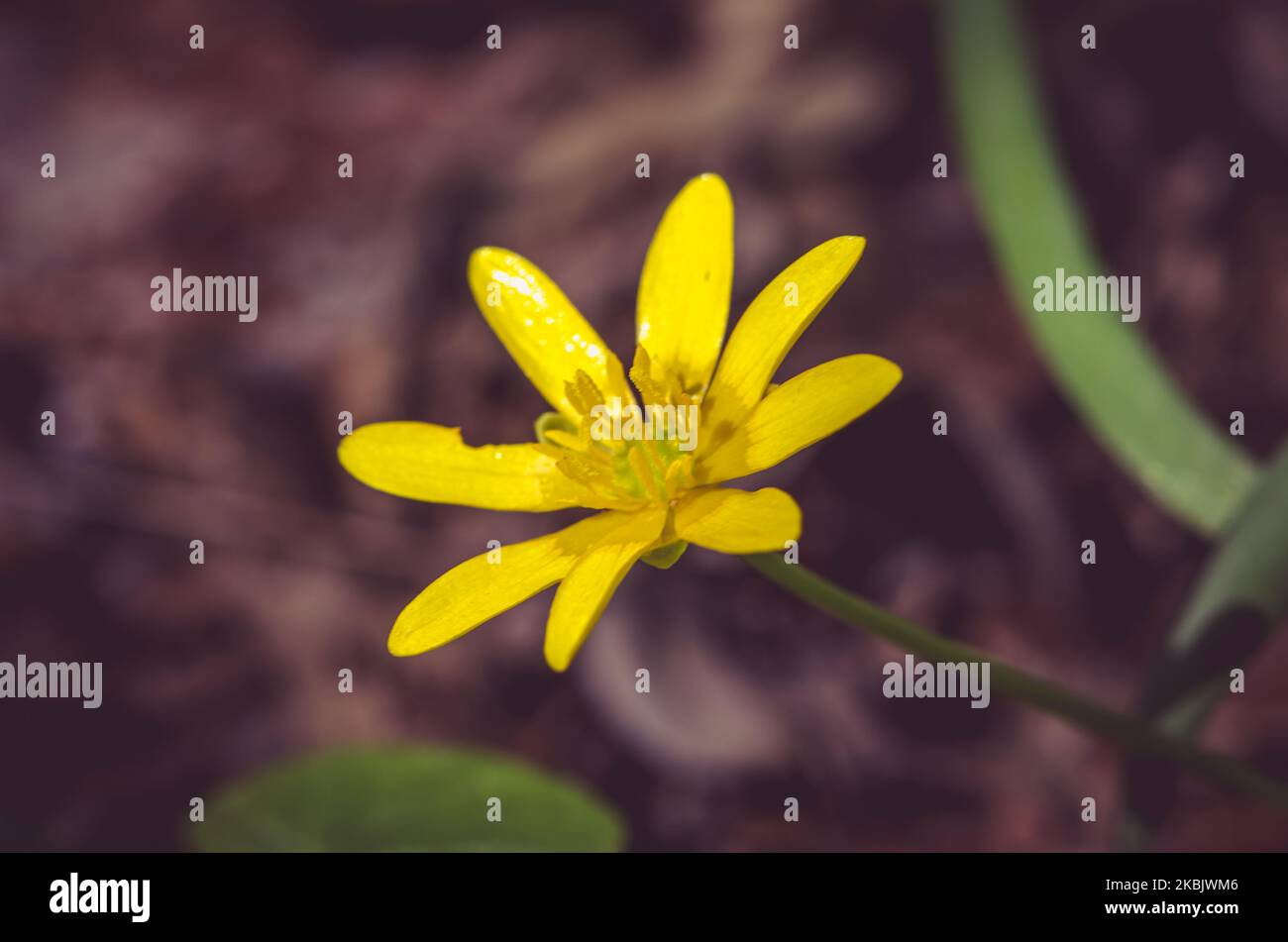 detail of blossoming yellow marsh marigold glower Stock Photo