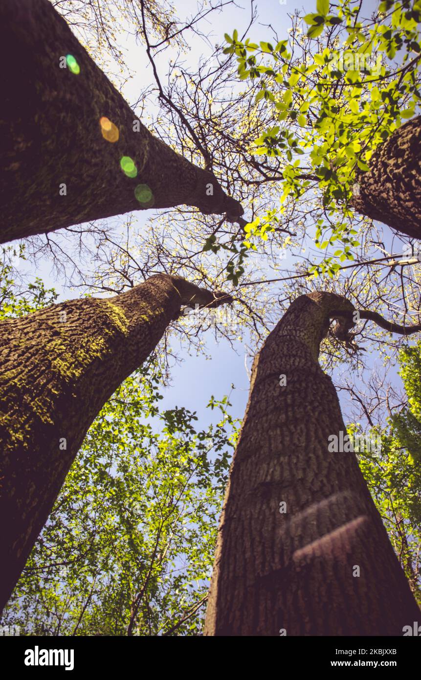 Tall trunks hires stock photography and images Alamy