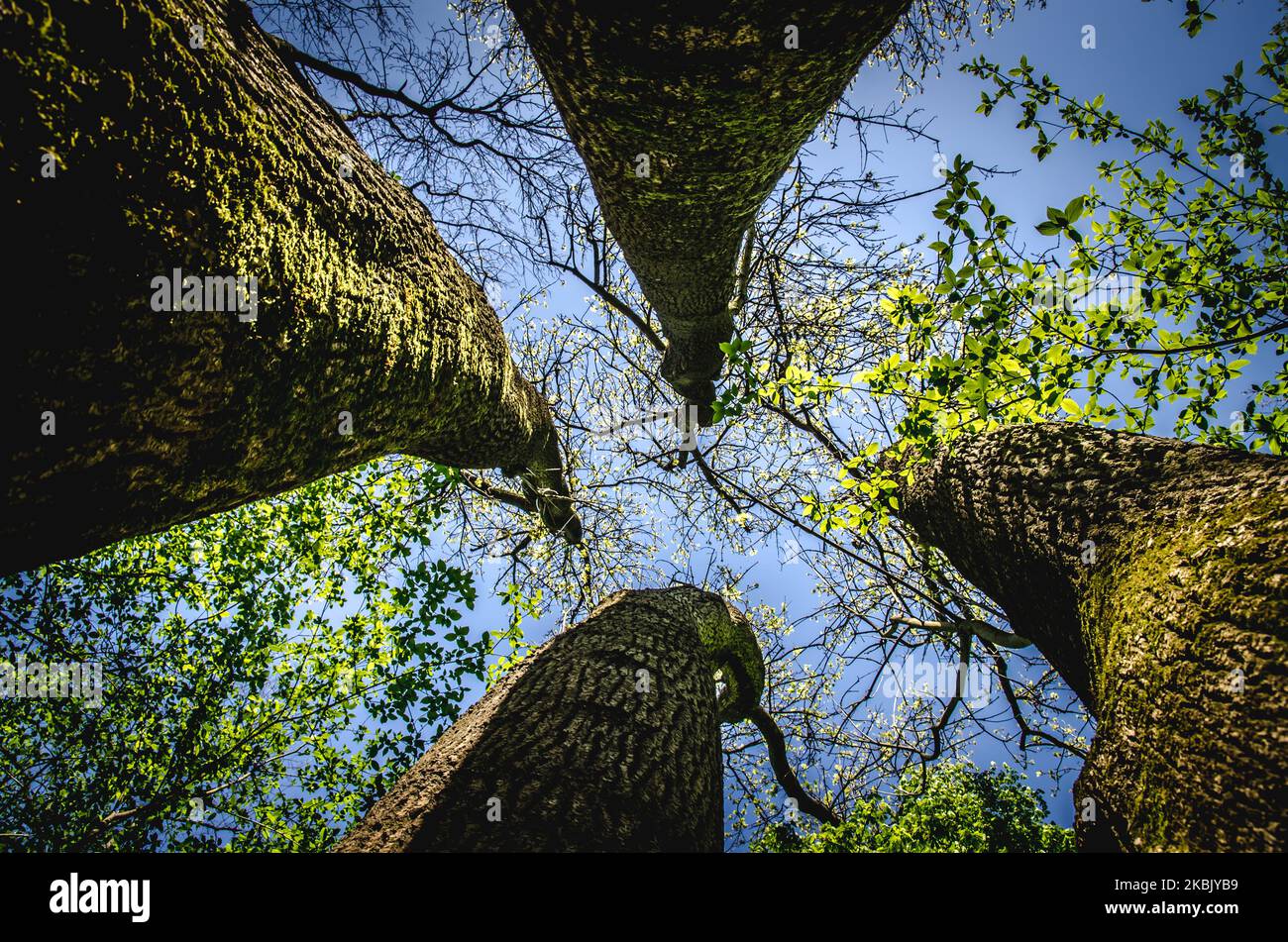 tall trunks of tree in springtime Stock Photo Alamy