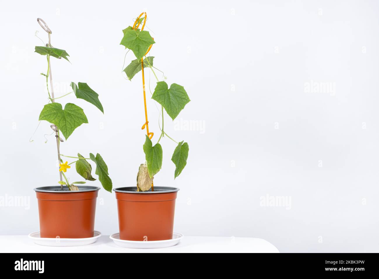 Growing cucumbers from seeds. Step 8 The first flowers and cucumbers