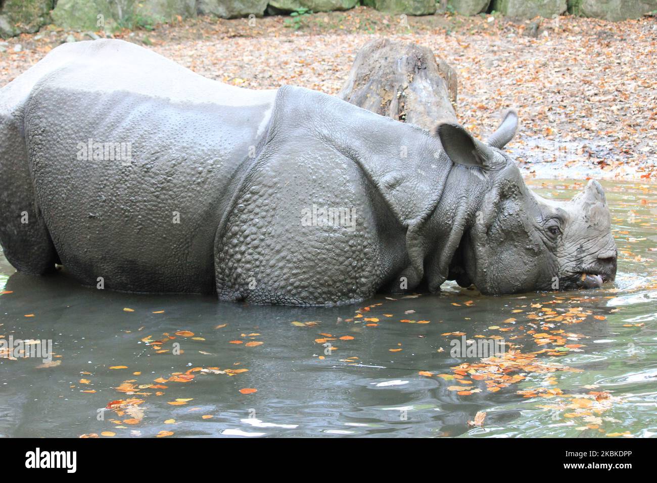 Rhinoceros teeth hi-res stock photography and images - Alamy