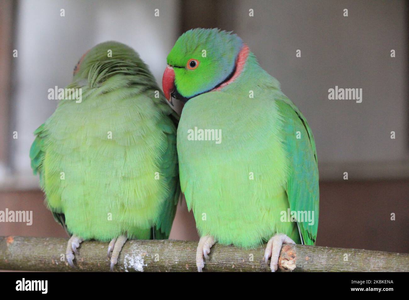 Rose-ringed parakeet Stock Photo