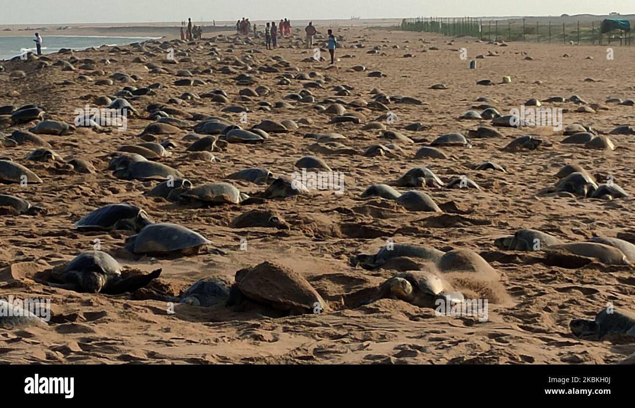 Olive Ridley turtles are seen at the Rushikulya river mouth beach as they ashore for their mass nesting on the eastern coast of the Bay of Bengal Sea at Podampeta village, 140 km away from the eastern Indian state Odisha's capital city Bhubaneswar, on Mach 25, 2020 (Photo by STR/NurPhoto) Stock Photo