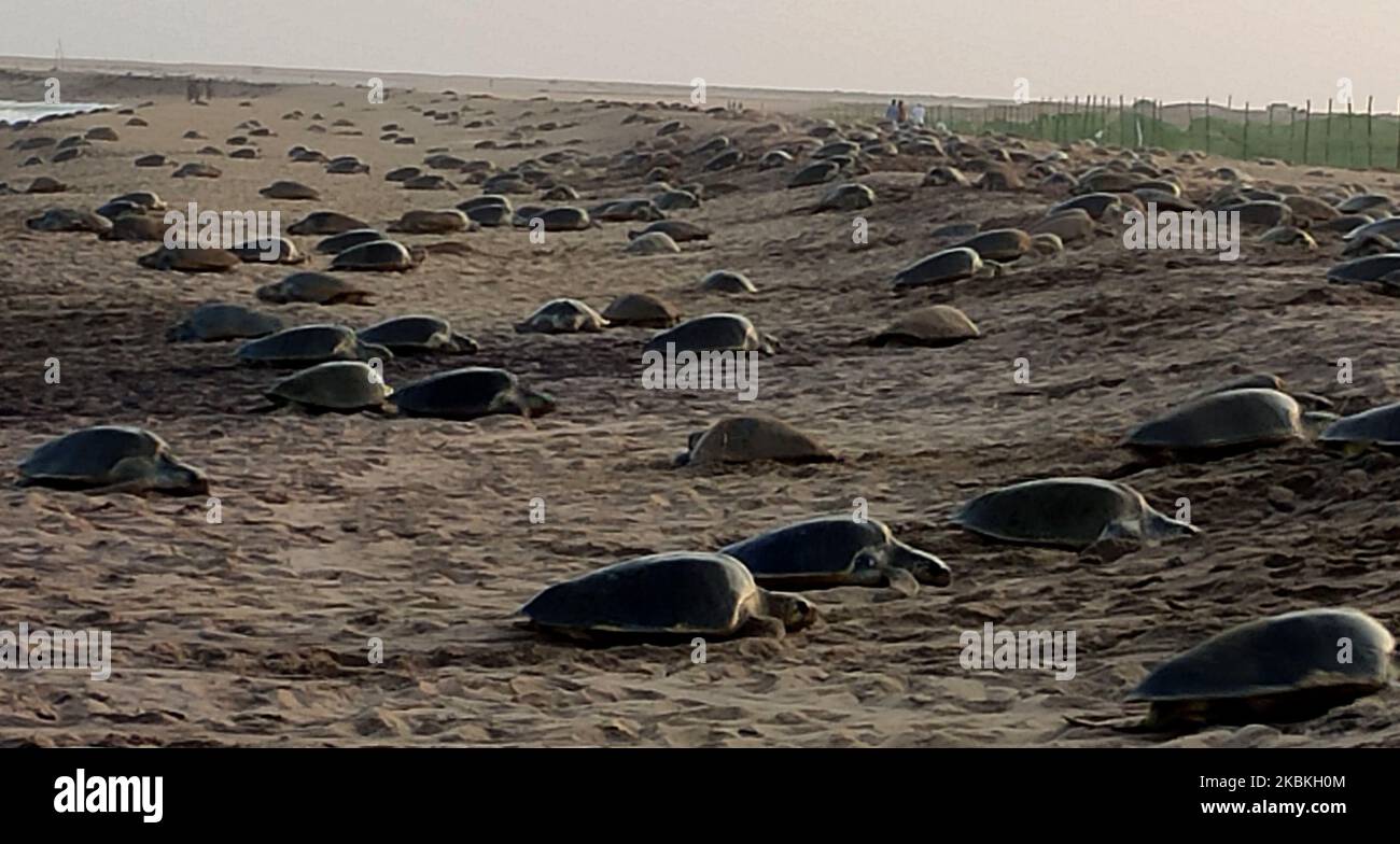 Olive Ridley turtles are seen at the Rushikulya river mouth beach as they ashore for their mass nesting on the eastern coast of the Bay of Bengal Sea at Podampeta village, 140 km away from the eastern Indian state Odisha's capital city Bhubaneswar, on Mach 25, 2020 (Photo by STR/NurPhoto) Stock Photo