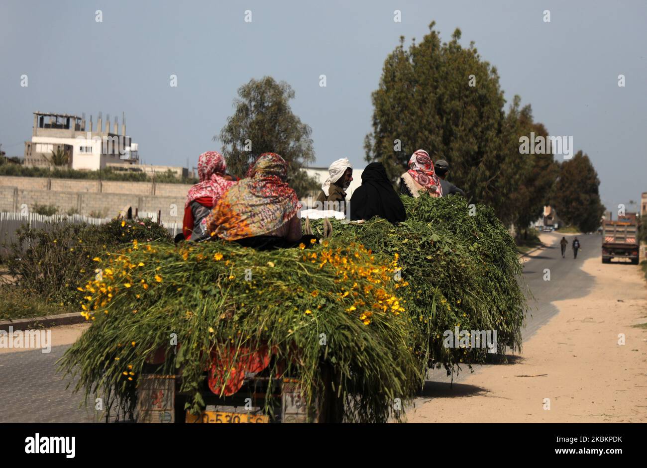 Palestinian women ride in the back of a donkey cart after harvesting plants in Gaza City as events in marking 'Land Day' were cancelled amid concerns about the spread of coronavirus disease (COVID-19), east of Gaza City, on March 30, 2020. (Photo by Majdi Fathi/NurPhoto) Stock Photo