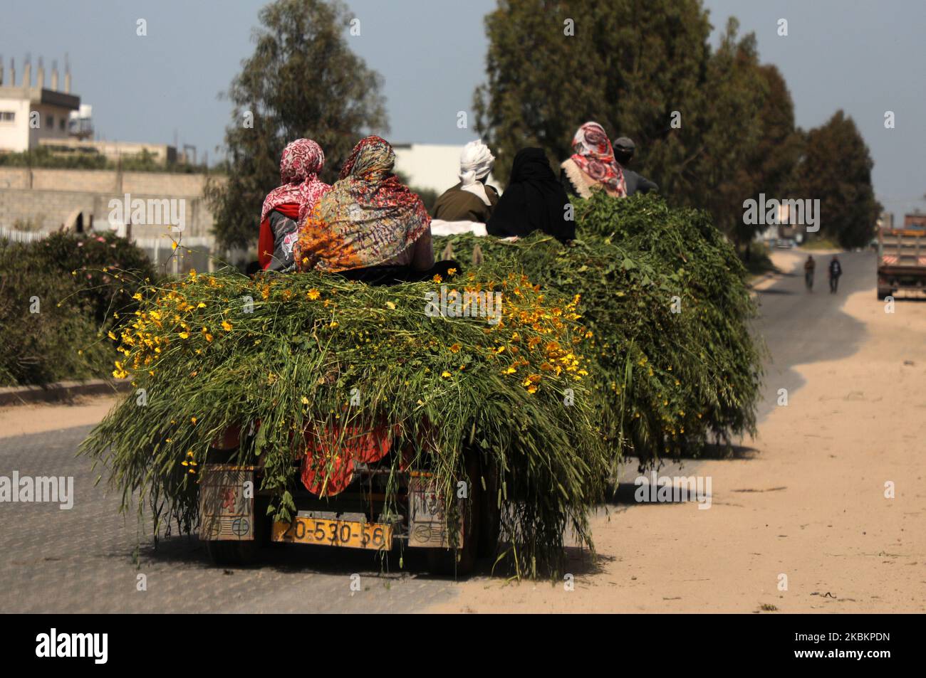Palestinian women ride in the back of a donkey cart after harvesting plants in Gaza City as events in marking 'Land Day' were cancelled amid concerns about the spread of coronavirus disease (COVID-19), east of Gaza City, on March 30, 2020. (Photo by Majdi Fathi/NurPhoto) Stock Photo