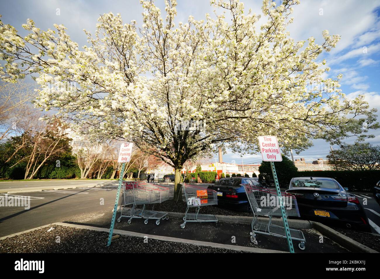 A view of Cherry blossom in the parking lot of Costco in Queens, New