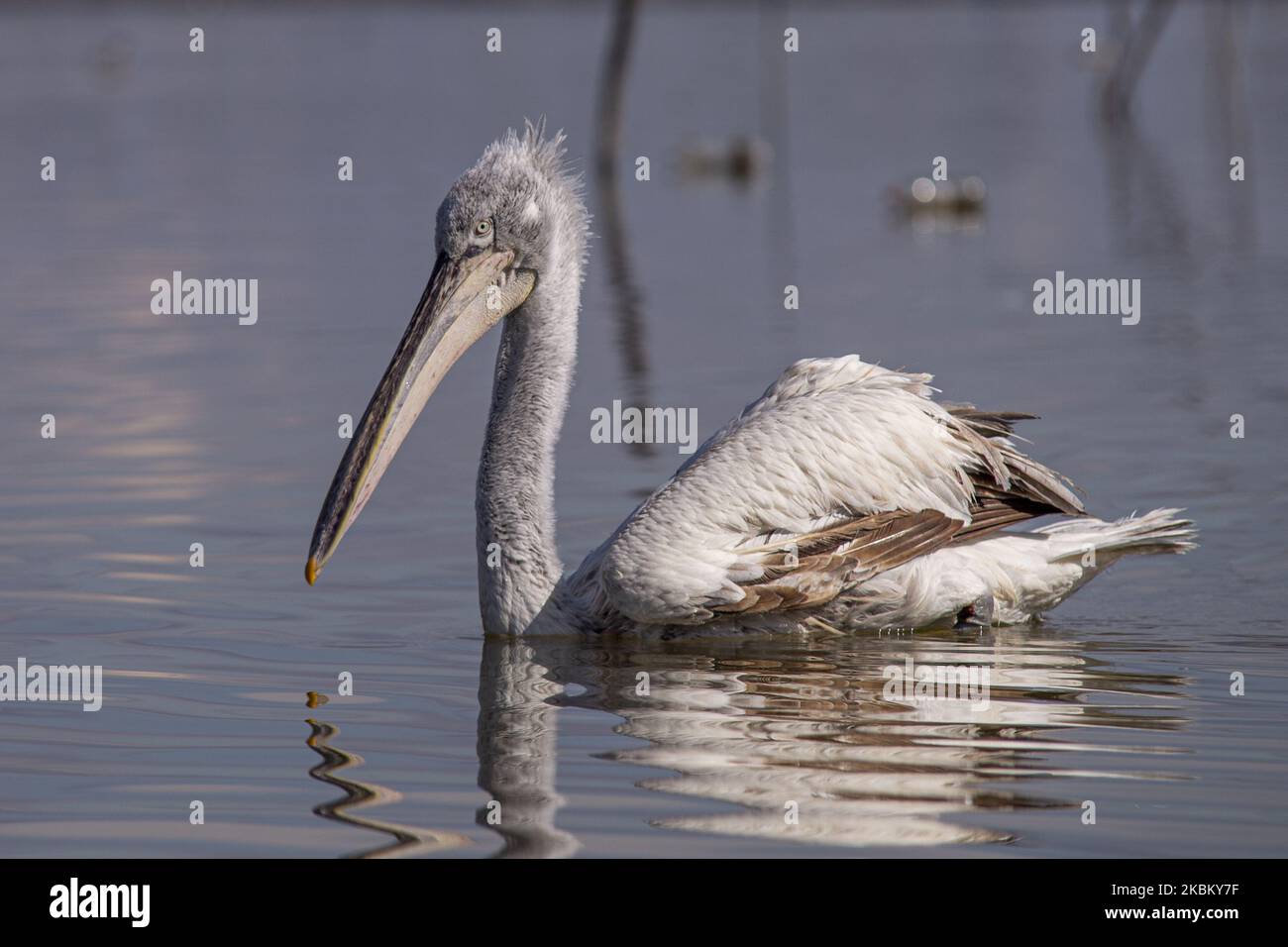 Crispus pelican(Dalmatian Pelican) in Kerkini Lake, Serres, in northern Greece, on 2 April 2020. Crispus pelican(Dalmatian Pelican) is the rarest of the seven species of pelicans and is considered one of the rarest species of birds. It is protected by international treaties such as the Agreement on the Conservation of African-Eurasian Migratory Birds and by Greek law (Photo by Achilleas Chiras/NurPhoto) Stock Photo