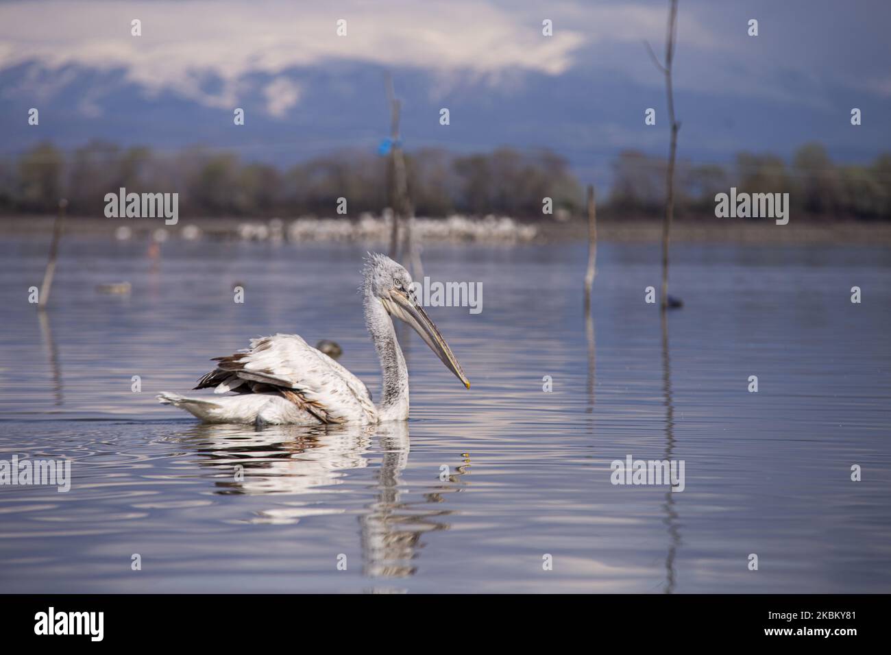 Crispus pelican(Dalmatian Pelican) in Kerkini Lake, Serres, in northern Greece, on 2 April 2020. Crispus pelican(Dalmatian Pelican) is the rarest of the seven species of pelicans and is considered one of the rarest species of birds. It is protected by international treaties such as the Agreement on the Conservation of African-Eurasian Migratory Birds and by Greek law (Photo by Achilleas Chiras/NurPhoto) Stock Photo