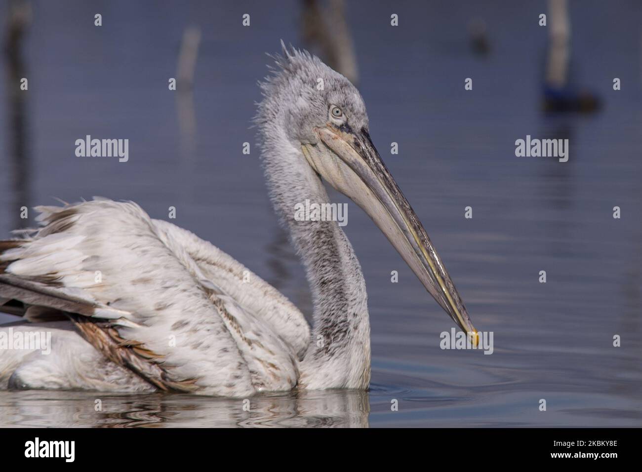 Crispus pelican(Dalmatian Pelican) in Kerkini Lake, Serres, in northern Greece, on 2 April 2020. Crispus pelican(Dalmatian Pelican) is the rarest of the seven species of pelicans and is considered one of the rarest species of birds. It is protected by international treaties such as the Agreement on the Conservation of African-Eurasian Migratory Birds and by Greek law (Photo by Achilleas Chiras/NurPhoto) Stock Photo