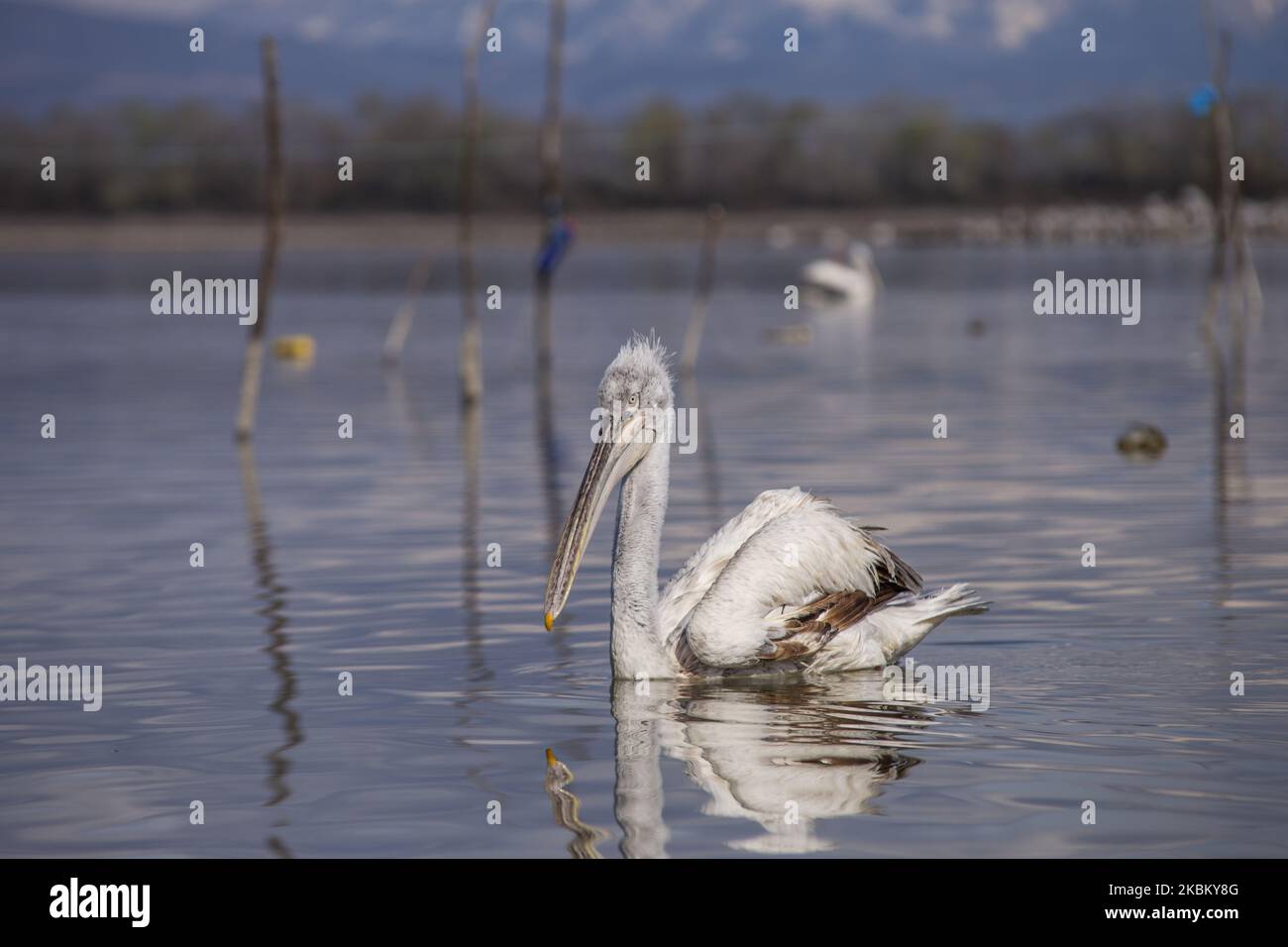 Crispus pelican(Dalmatian Pelican) in Kerkini Lake, Serres, in northern Greece, on 2 April 2020. Crispus pelican(Dalmatian Pelican) is the rarest of the seven species of pelicans and is considered one of the rarest species of birds. It is protected by international treaties such as the Agreement on the Conservation of African-Eurasian Migratory Birds and by Greek law (Photo by Achilleas Chiras/NurPhoto) Stock Photo