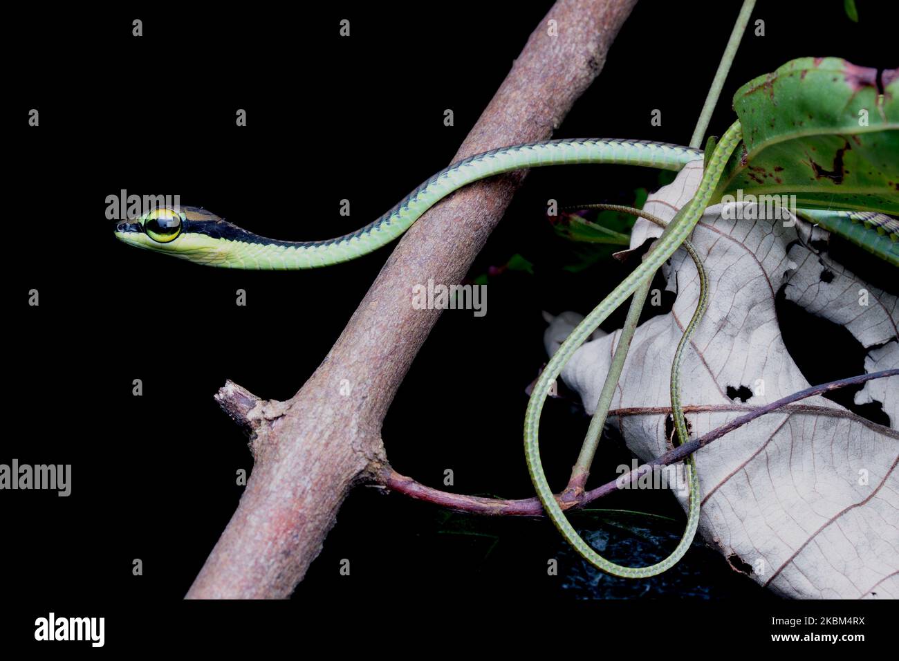 Elegant Bronzeback Snake, Dendrelaphis formosus Stock Photo Alamy