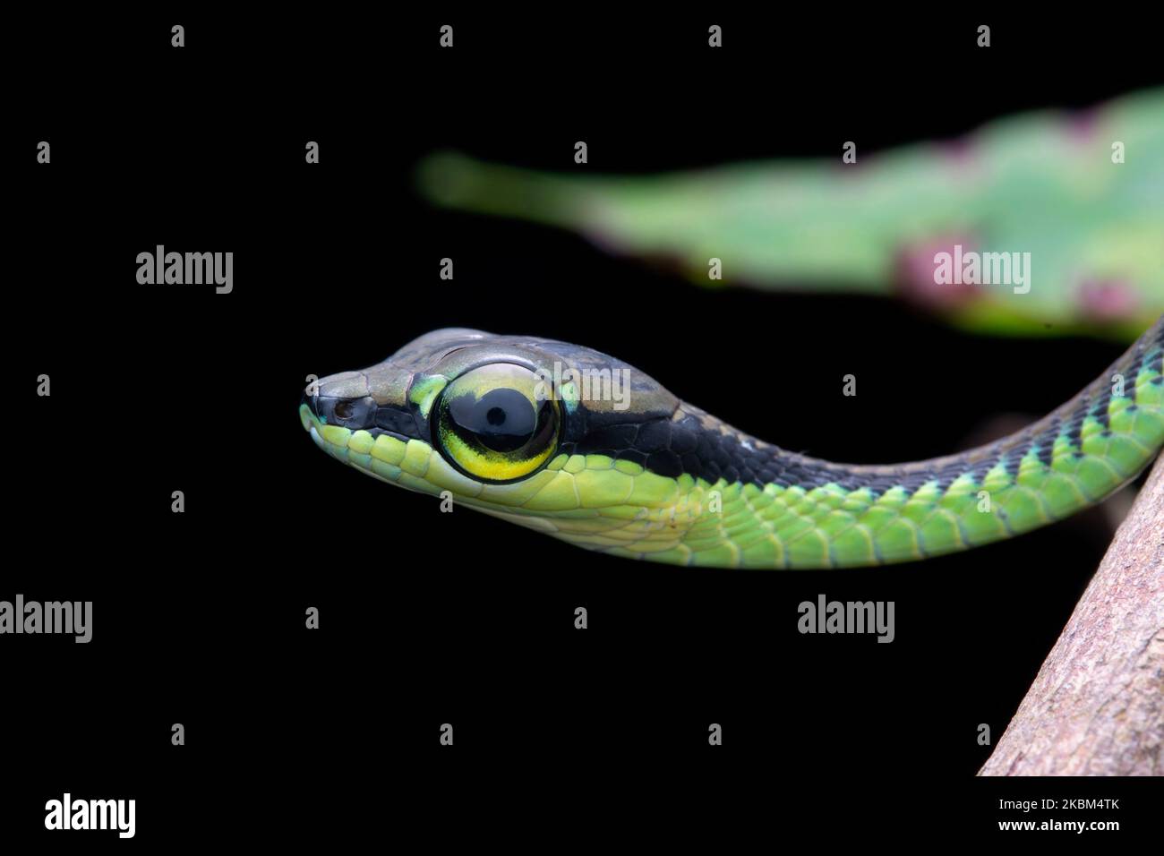 Elegant Bronzeback Snake, Dendrelaphis formosus Stock Photo Alamy